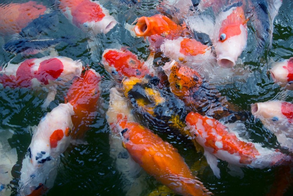 Ikan koi berwarna oranye berenang tenang di kolam